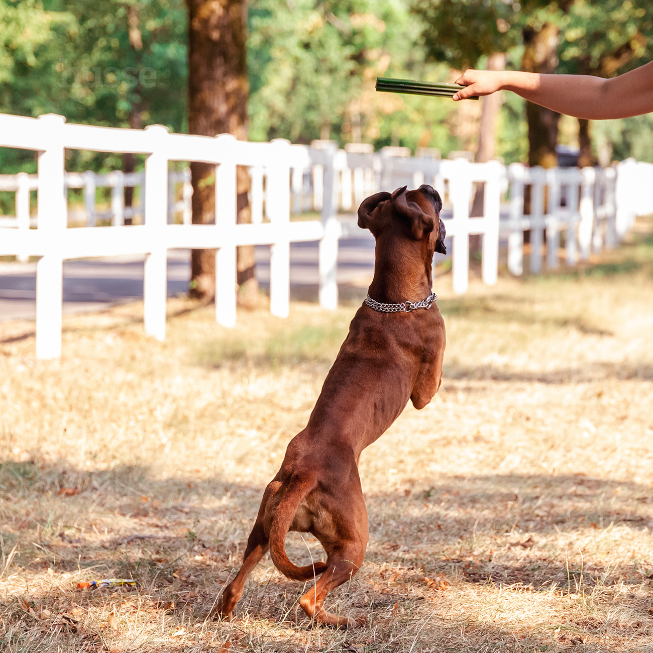 Dental L, 4 ks | Bezlepkové dentální pamlsky ve dvou příchutích