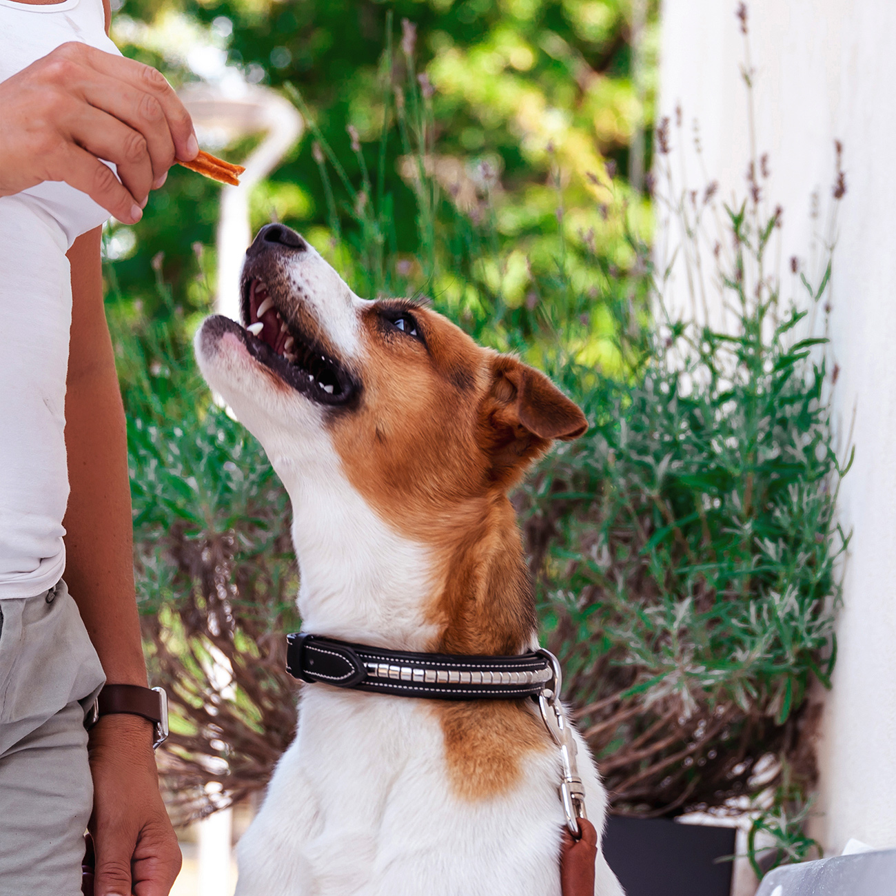 Kycklingfilé, 100 g | Pamlsky ze sušeného kuřecího masa