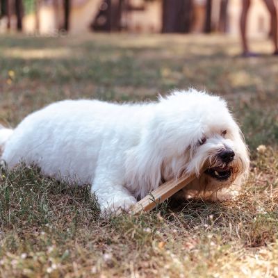 Dental L, 4 ks | Bezlepkové dentální pamlsky ve dvou příchutích